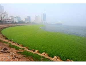 Solutions For Salvaging Aquatic Plants In Waters