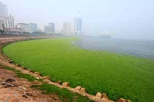 Solutions For Salvaging Aquatic Plants In Waters